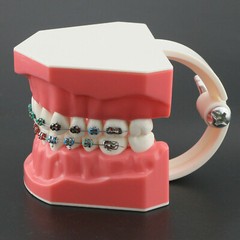 Dental High Quality Orthodontic Demonstration Model With Brackets Buccal Tubes