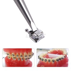 28Pcs/set Dental 1:1 Permanent Teeth Demonstration Study Model Tooth Model 7008#