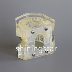 Dental Orthodontic Teeth Model Study Treatment Demo Bracket Wire Ligature 3005-2