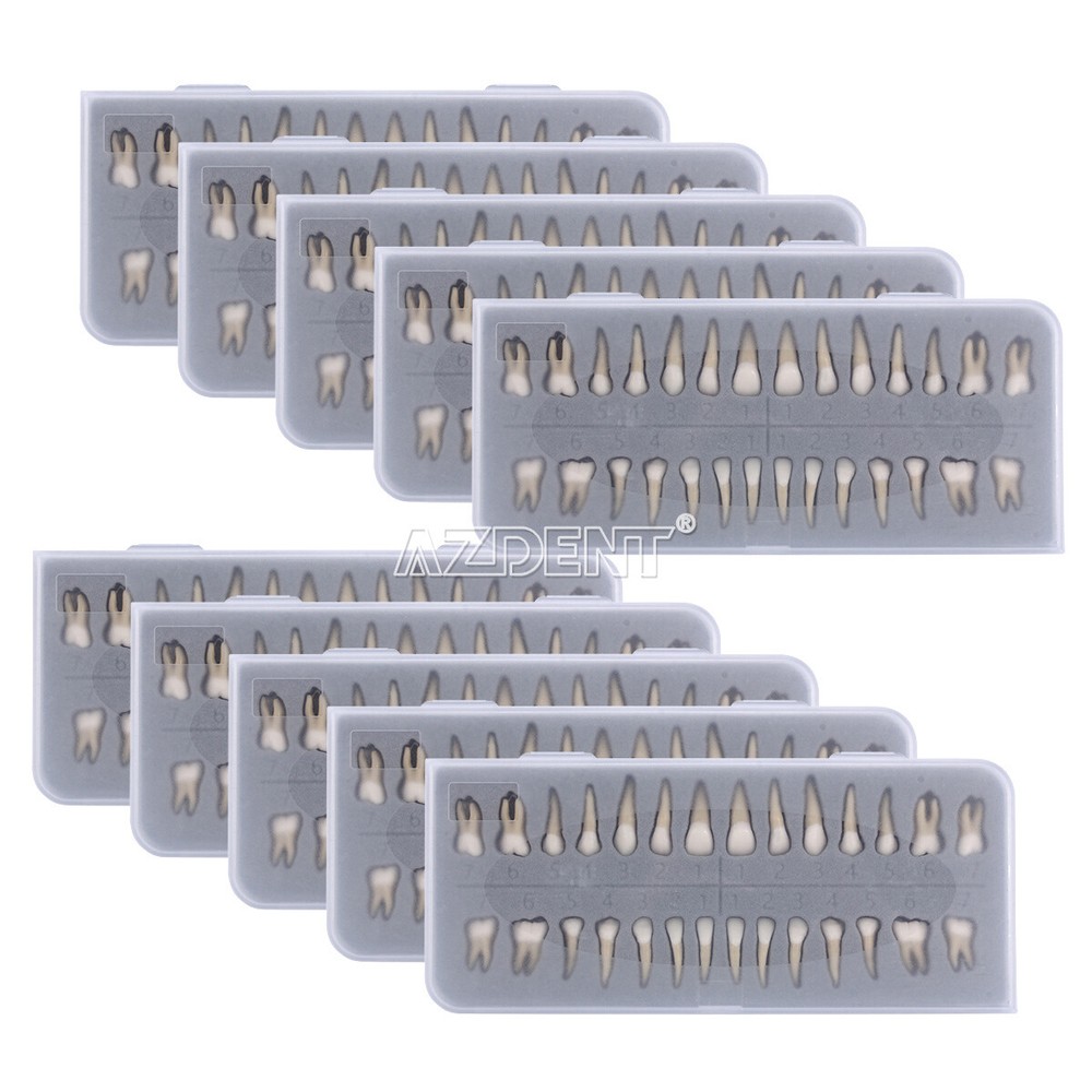 28Pcs/set Dental 1:1 Permanent Teeth Demonstration Study Model Tooth Model 7008#