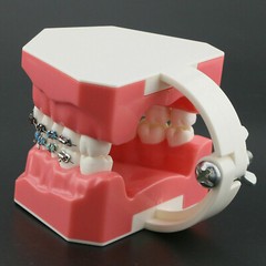 Dental High Quality Orthodontic Demonstration Model With Brackets Buccal Tubes