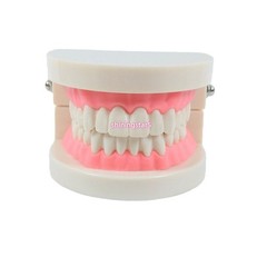 Dental Demonstration Study Model Orthodontic Ceramic Metal Bracket Arch Wire